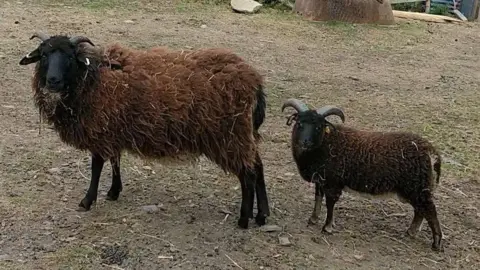 Zina Two sheep with brown wool and black faces. One is bigger that the other. They both have horns 