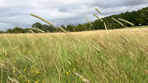 Haymeadow after the floods