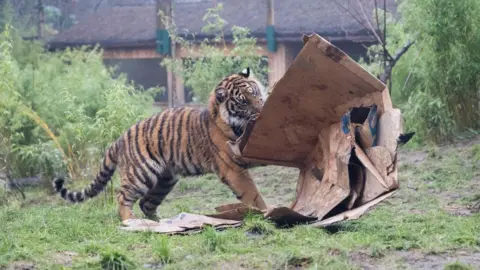 A tiger attacking a number of cardboard boxes in a grassy area