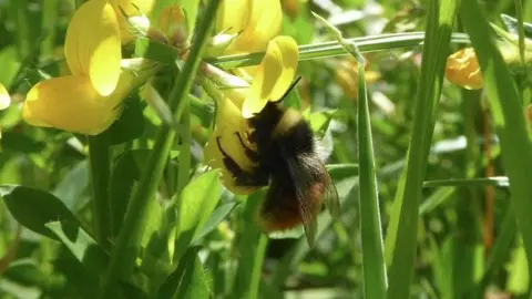 Bilberry bumblebees feed from bilberries that can be found in the Goyt Valley near Buxton