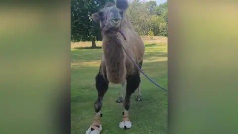 Stuart Moss A camel with white boots on its feet. The camel has a harness on and has its head lifted up, with its mouth open slightly. 