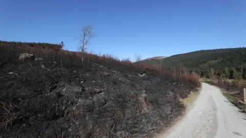 PA Media One side of a lane in the Mourne mountains is barren and charred while the other is filled with green trees