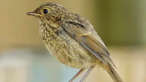 Jane White  A fledgling robin bird 