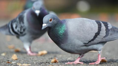 Two pigeons standing on the ground