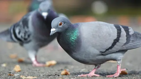 Getty Images Two pigeons standing on the ground