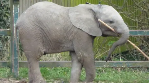Howletts Wild Animal Park Young African elephant Oku walks through an enclosure carrying a long branch in its trunk. Fencing, grass and trees are visible in the background.
