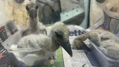 There are four stork chicks sitting in two plastic tubs. Two of them are resting and one of those has its head resting on the floor. The other two are awake. They have large black beaks and not much down covering them. There is newspaper laid out beneath them.