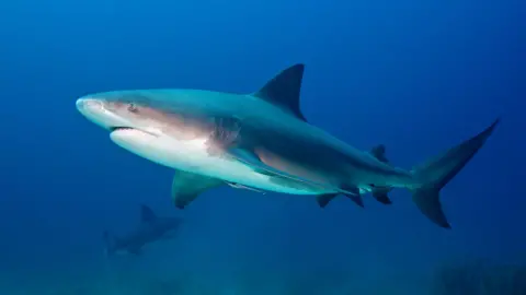 Getty Images Bull shark swimming in the Bahamas, the Caribbean