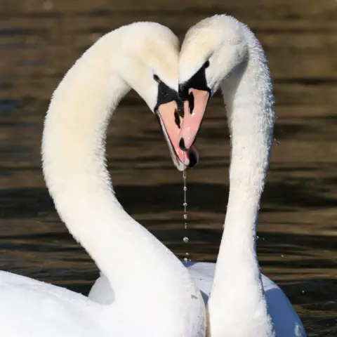 Barry Pert Two swans with heads touching and forming a heart shape with necks, as water droplets fall.