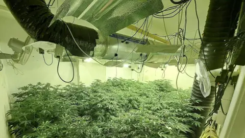 Northumbria Police Lights shining on cannabis plants. There is a fan next to the plants and lots of wire attached to the ceiling