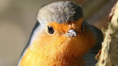 Loreena Price A close up image of a robin red breast.