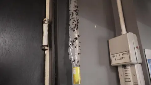 Flies on a trap