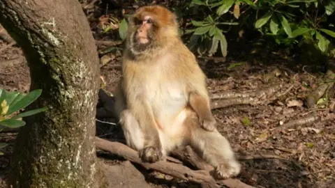 A monkey at Trentham Monkey Forest