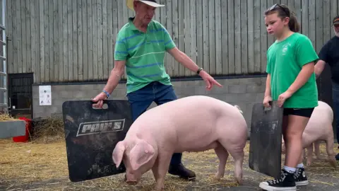 Pigs being moved by an older man and young woman