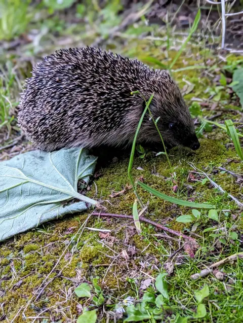 Rebecca Larkin Hedgehog in Straiton