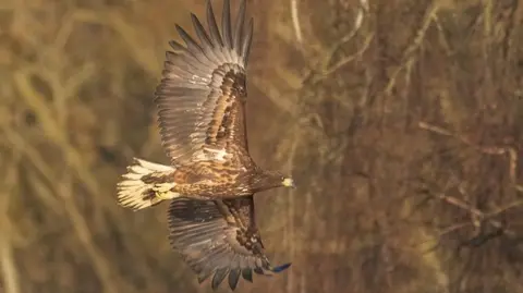 Neil Richards A white-tailed sea eagle is captured in flight. It has large, brown wings and there are blurred trees in the background