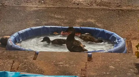 Lucyl Harrison Three brown feathered ducks in a paddling pool outside a woman's patio. The paddling pool is blue.