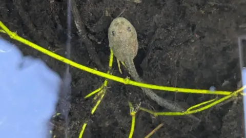 Durrell Wildlife Conservation Trust A released tadpole. The camera is over the top of the tadpole which has been released into water. The species body shape is oval with a long tail. It is resting on soil under the water.