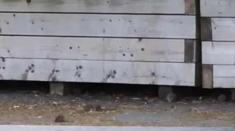 J Casey via Facebook A number of rats take cover under a large wooden planter box.