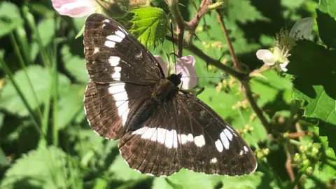 Malcolm Hull A close up of the white admiral butterfly with its wings spread open on a flowering plant. It is perched among pink, cup-shaped flowers and green leaves.