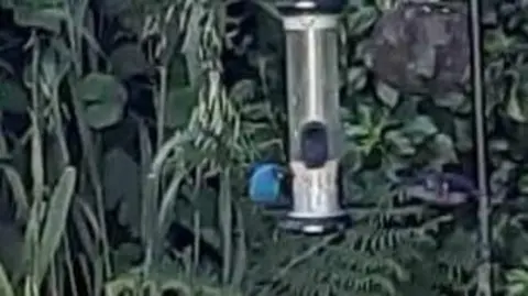 La Société Guernesiaise A blue bird perches on a bird feeder in a garden.