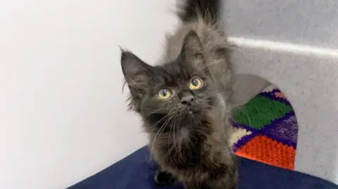 Cats Protection Strawberry, a small kitten standing alongside a coloured knitted map - the fur on her back is long and lighter in colour that her black hair and tail