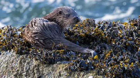 Ian Hastie A wet otter lying on a bed of dark seaweed-covered rocks beside the water, looking off to the side.