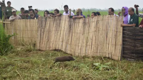 DURRELL WILDLIFE CONSERVATION TRUST A pygmy hog pictured leaping through long grass after it was released back into the wild. There is a wooden fence with lots of people admiring the animal from behind it. 
