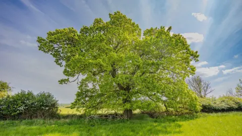 A large oak tree in a field
