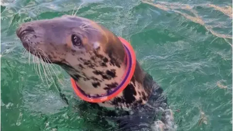 Sharon Trew A seal is swimming in the sea with a brightly coloured plastic flying ring tightly stuck around its neck. The ring sits close to the skin and appears restrictive, showing a clear example of entanglement.
