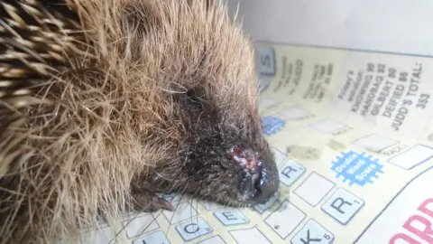 Jersey Hedgehog Preservation Group Injured hedgehog