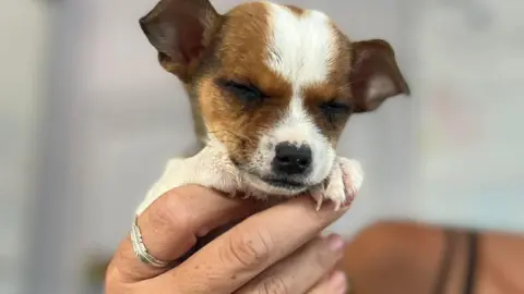 Emily Washington A very small brown and white puppy with closed eyes is held in one hand by Emily the owner.