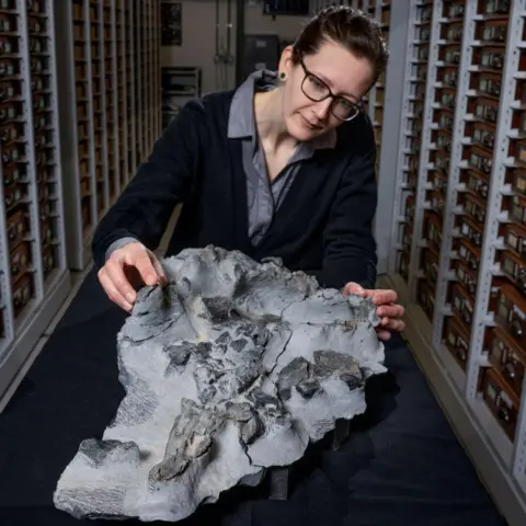 Neil Hanna Dr Elsa Panciroli is in an archive room with the fossil. The parts of the fossil are in a rough grey block.