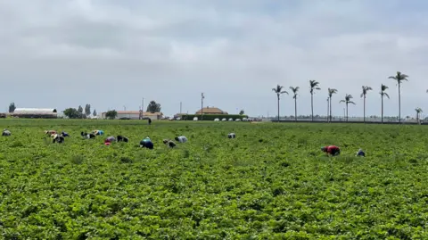 BBC News Farm workers bent over in a field, with palm trees in the distance