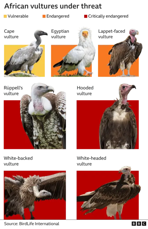 A graphic titled African vultures under threat showing seven species that are vulnerable, endangered or critically endangered.