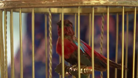 A small red bird with blue and green accents on its feathers inside a golden cage.