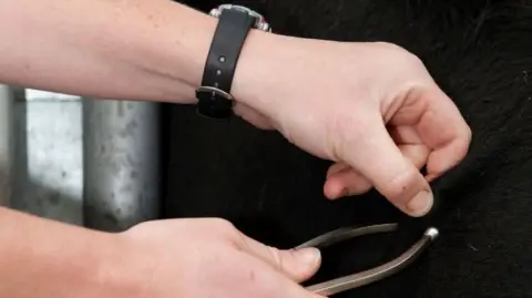 A vet testing a cow for TB using a pair of calipers