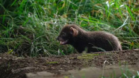 Yorkshire Wildlife Park A bush dog pup in the grass at Yorkshire Wildlife Park