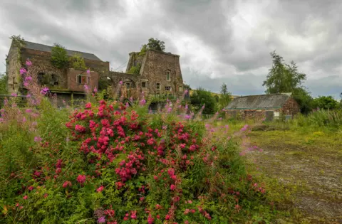 Andrew Mason Bright red flowers with vivid green leaves are pictured in front of old brick derelict buildings 