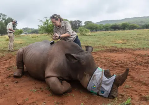 KIM LUDBROOK/EPA-EFE A woman near a rhinoceros that has been tranquilised 