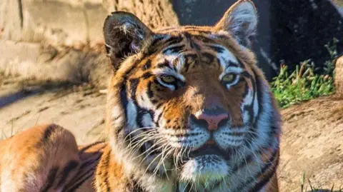 A tiger sits outside and looking peaceful, staring wistfully into the distance.