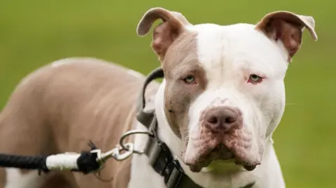 XL bully dog with light brown and white coat 