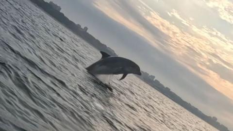A dolphin jumping out of the water underneath a grey sky