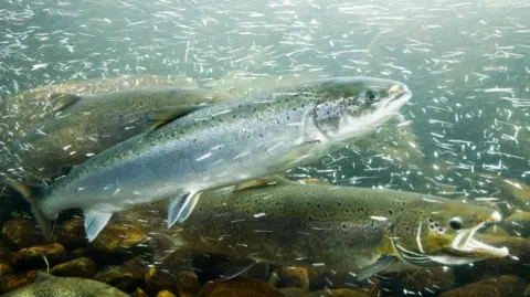 Getty Images A group of three Atlantic salmon in a river