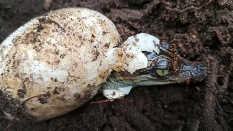 Bros Pov/Fauna & Flora A Siamese crocodile hatchling