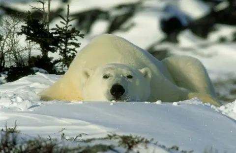 Getty Images - Doug Allan Polar bear lying stretched out on snow in an Arctic landscape, with white fur blending into the snowy ground and sparse shrubs and trees visible in the backgroun