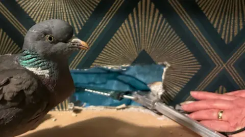 Cleethorpes Wildlife Rescue Pigeon sitting near a woman's hand