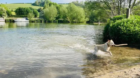 Robin A dog with a stick is running out of the river. It is a bright sunny day and both banks of the river are lined with green trees and vegetation. You can see two white boats moored on the far bank.