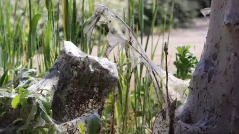 A close-up of webbing with a nest of caterpillars visible.