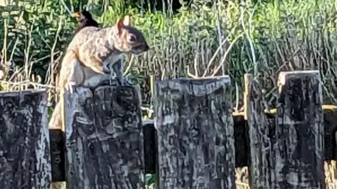 Grey squirrel on Isle of Seil